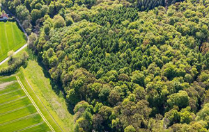 Luftaufnahme eines dichten Waldes 