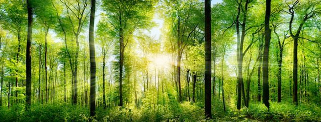 Ein Wald mit einfallenden Sonnenstrahlen zwischen den Baumwipfeln